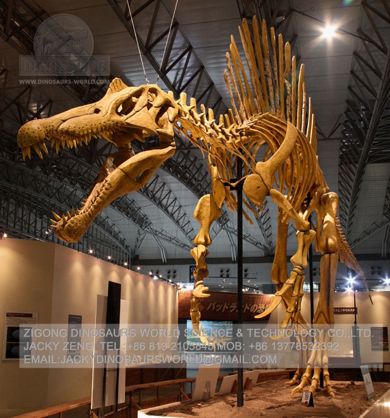 spinosaurus skeleton on display