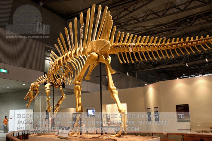 skeleton of a spinosaurus